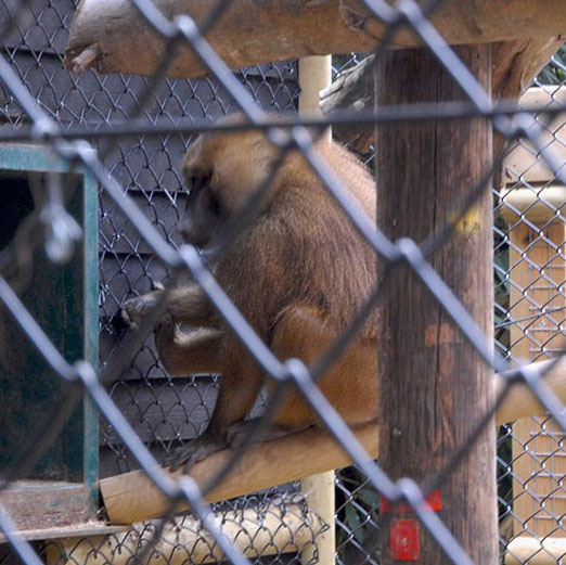 Hampton Chain Link Fencing Provides New Baboon Enclosure