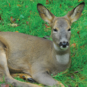Hampton NET™ Deer Fencing