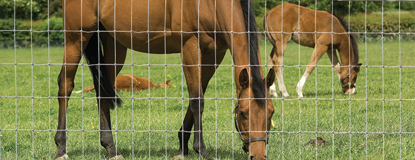 Horse and Foal Fencing