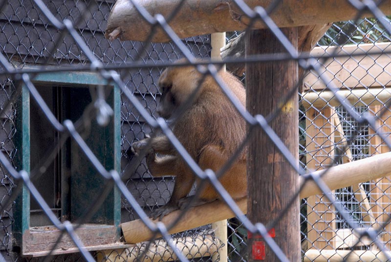 Latest News - Hampton Chain Link Fencing Provides New Baboon Enclosure