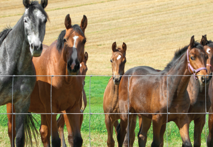 Sentinel Hinge Joint Horse and Foal Fencing Sentinel Hinge Joint Horse and Foal Fencing