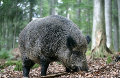 Boar Fencing