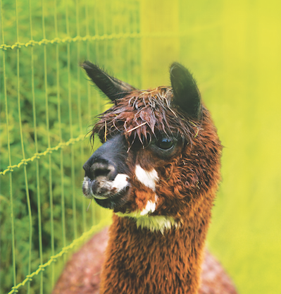 Fencing for Alpacas & Llamas Fencing for Alpacas & Llamas