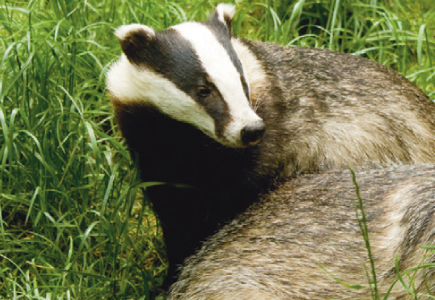 Fencing for the Safe Exclusion of Badgers Fencing for the Safe Exclusion of Badgers