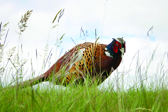 Tree and Pheasant Friendly Fencing 