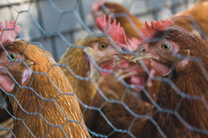 Hexagonal Wire Poultry Netting