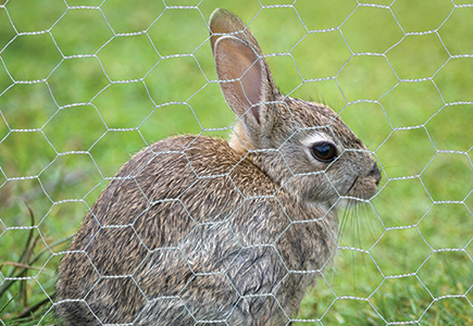 Hexagonal Wire Netting for Rabbits 