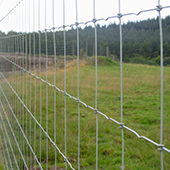 Deer Fencing