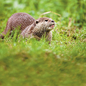 Otter Fencing